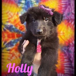 Holly - Black female German Shepherd puppy in Fort Jennings, Ohio from Von Holtzapple German shepherds