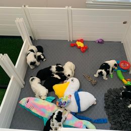 Sheepadoodle Puppies from Narrow Path Puppies