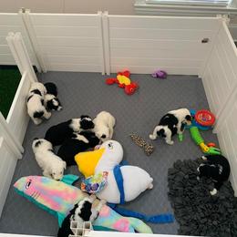 Sheepadoodle Puppies from Narrow Path Puppies