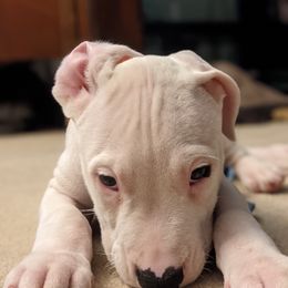 Dogo Argentino Puppies from De la Fuerza de Dios