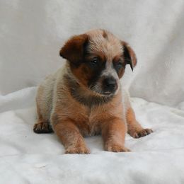 Raspberry - Red mottled female Australian Cattle Dog puppy in Buffalo Valley, Tennessee from Buffalo Valley Breeders
