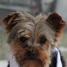 Teddy bear - Yorkshire Terrier