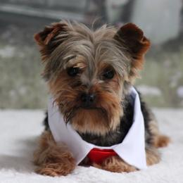 Teddy bear - Yorkshire Terrier