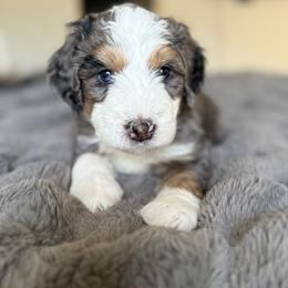 Gertrude - Blue merle female Bernedoodle puppy in Tulsa, Oklahoma from Magnolia Blossom Bernedoodles