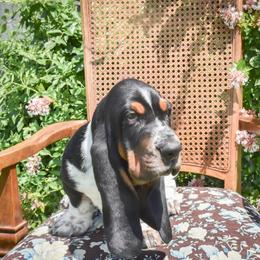 Boy 2 (NEW VIDEO) - Black white and brown male Basset Hound puppy in Pauls Valley, Oklahoma from Puppy-Love Bassets