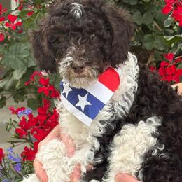 Finn - Tri-color male Bernedoodle puppy in Las Vegas, Nevada from Perfect Bernedoodles