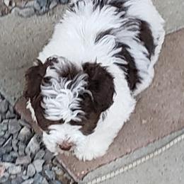 Havanese Puppies from Steal Your Heart Havanese