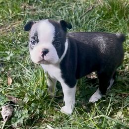 Alana - Black brindle and white female Boston Terrier puppy in London, Kentucky from Antjie Boston