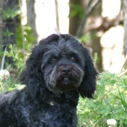 Gemma - Cockapoo