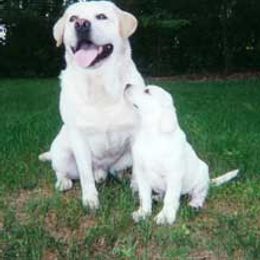 Labrador Retriever Puppies from Lake Wood Labrador's