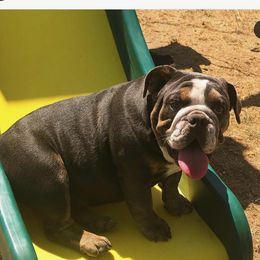 Moe - Bulldog