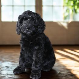 Raven- Has gone through puppy kindergarten. - Black female Australian Labradoodle puppy in Milton, North Carolina from Good Day Doodles