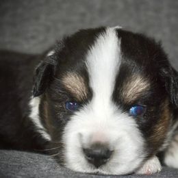 Miniature Australian Shepherd and Toy Australian Shepherd Puppies from Rhinestone Ranch