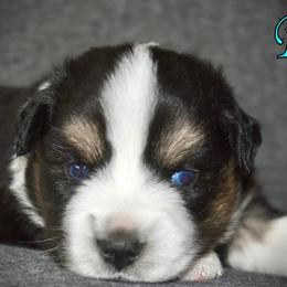 Miniature Australian Shepherd and Toy Australian Shepherd Puppies from Rhinestone Ranch