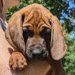 Sky  (light blue collar) - Redbone Coonhound puppy from Cedar Forest Redbones