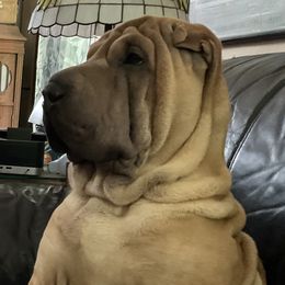Chinese Shar-Pei All Grown Up from CarPeiDiem Chinese Shar-Pei
