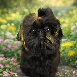 Ivy - Shih Tzu