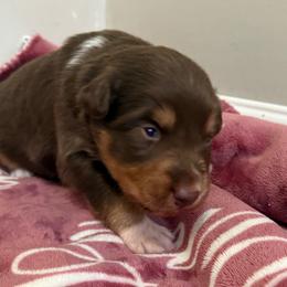 Moana - Red tri-color female Australian Shepherd puppy in East Hartford, Connecticut from CT Aussies