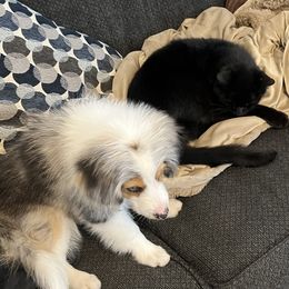 Aussiedoodle Puppies from Hearth&Hound Doodles