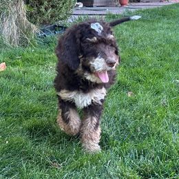 Dark Blue - Bernedoodle puppy from Sweet Tea Kennels