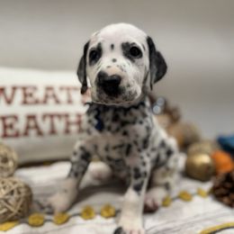 Trapper keeper - White and black male Dalmatian puppy in Carlsbad, New Mexico from ECMO Farm Dalmatians & Labrador Retrievers