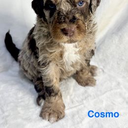 Aussiedoodle Puppies from Dogwood Family Doodles