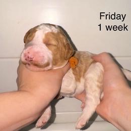 Friday - Parti male Goldendoodle puppy in Suring, Wisconsin from Black Oak Doodles