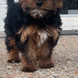 Yorkshire Terrier All Grown Up from Peppy Puppy Palace