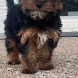 Yorkshire Terrier All Grown Up from Peppy Puppy Palace