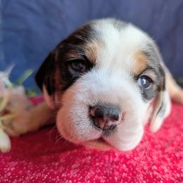 Rocket - Black tan and white male Beagle puppy in Colville, Washington from Rosehaven Homestead