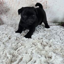Buster - Black male Pug puppy in Atwood, Illinois from Peace Road Puppies