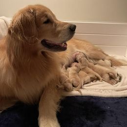 Golden Retriever Puppies from Laryssa Stefano