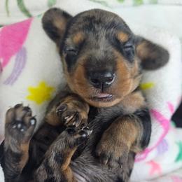 Black and tan dapple female 2 - Dapple female Dachshund puppy in Belle Rive, Illinois from Akin's Miniature Dachshunds, LLC