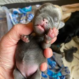 Georgia Steele, Blue girl - Silver female Pug puppy in Onalaska, Washington from Cupid’s Pugs
