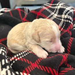 Jinx - Yellow and white female Bernedoodle puppy in Springville, Utah from Oodles of Bernedoodles