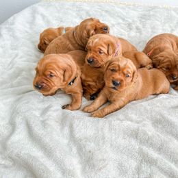 Golden Retriever puppies from Redwood Goldens