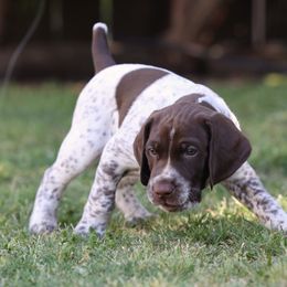Green Collar Male - Liver and white German Shorthaired Pointer puppy in Phelan, California from VJK-MYST Kennels