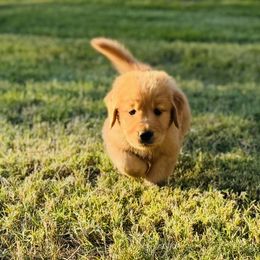 Cole - Golden male Golden Retriever puppy in Chandler, Arizona from Az K9 Companions
