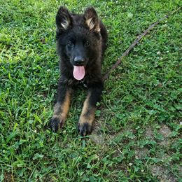German Shepherd Puppies from Mengerhaus