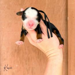 Kove - Tri-color female Bernedoodle puppy in Wamego, Kansas from Doodles of Oz