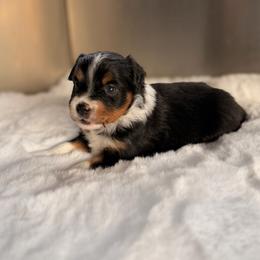 BTF2 - Black tri female Miniature Australian Shepherd puppy in Dayton, Washington from Rafter 22 Aussies