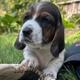 Penn dot green - Black brown and white male Basset Hound puppy in Meyersdale, Pennsylvania from Susan's Basset Hounds