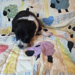 Strong - Black and white male Border Collie puppy in Gaffney, South Carolina from On the Lamb