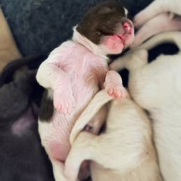 Goldendoodle Puppies from Lady Doodle Farm