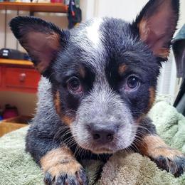 Full mask - Blue speckled male Australian Cattle Dog puppy in Lenoir, North Carolina from Blue Coyote Ranch
