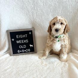 Marlin - Yellow and white male Bernedoodle puppy in Sparrows Point, Maryland from Rosie’s Puppies