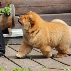 Chow Chow Puppies from Maven Chows