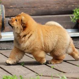 Chow Chow Puppies from Maven Chows