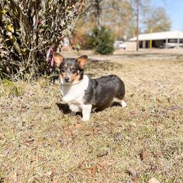 Sapphire - Pembroke Welsh Corgi