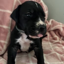 Boy 2 - Mantle Great Dane puppy in Argenta, Illinois from T3 Enchanted Forrest Danes